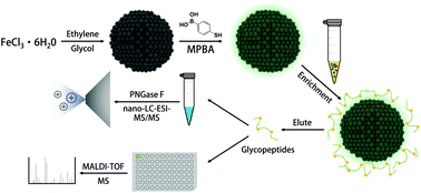 Graphical abstract: One-step functionalization of magnetic nanoparticles with 4-mercaptophenylboronic acid for a highly efficient analysis of N-glycopeptides