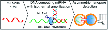 Graphical abstract: MicroRNA detection at femtomolar concentrations with isothermal amplification and a biological nanopore