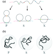 Graphical abstract: Topology of polymer chains under nanoscale confinement