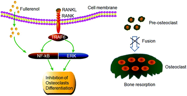Graphical abstract: Fullerenol nanoparticles suppress RANKL-induced osteoclastogenesis by inhibiting differentiation and maturation