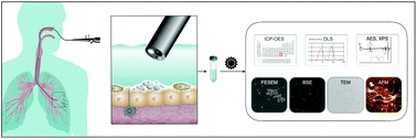 Graphical abstract: A method for the quantitative extraction of gold nanoparticles from human bronchoalveolar lavage fluids through a glycerol gradient