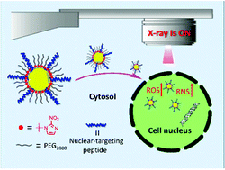 Graphical abstract: X-Ray responsive nanoparticles with triggered release of nitrite, a precursor of reactive nitrogen species, for enhanced cancer radiosensitization