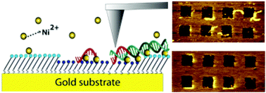 Graphical abstract: Molecular conformations of DNA targets captured by model nanoarrays