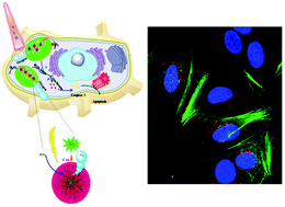 Graphical abstract: Mitochondrial-targeted multifunctional mesoporous Au@Pt nanoparticles for dual-mode photodynamic and photothermal therapy of cancers