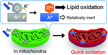 Graphical abstract: Photoinduced electron transfer reaction in mitochondria for spatiotemporal selective photo-oxidation of lipids by donor/acceptor linked molecules