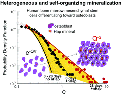 Graphical abstract: Heterogeneous and self-organizing mineralization of bone matrix promoted by hydroxyapatite nanoparticles