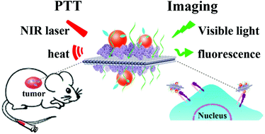 Graphical abstract: RGD-QD-MoS2 nanosheets for targeted fluorescent imaging and photothermal therapy of cancer
