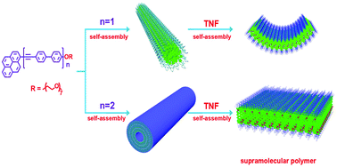 Graphical abstract: Donor–acceptor interaction-driven self-assembly of amphiphilic rod–coil molecules into supramolecular nanoassemblies