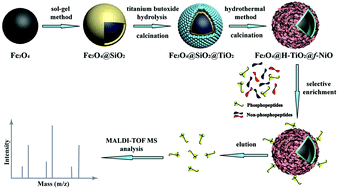 Graphical abstract: Yolk–shell magnetic mesoporous TiO2 microspheres with flowerlike NiO nanosheets for highly selective enrichment of phosphopeptides