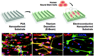 Graphical abstract: Electroconductive nanoscale topography for enhanced neuronal differentiation and electrophysiological maturation of human neural stem cells