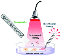 Graphical abstract: Plasmon-mediated cancer phototherapy: the combined effect of thermal and photodynamic processes