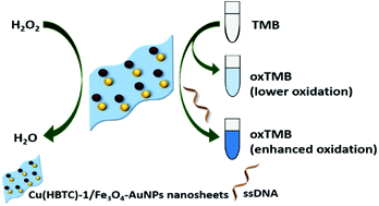 Graphical abstract: Fe3O4-AuNPs anchored 2D metal–organic framework nanosheets with DNA regulated switchable peroxidase-like activity