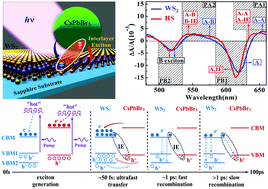Graphical abstract: Ultrafast interfacial energy transfer and interlayer excitons in the monolayer WS2/CsPbBr3 quantum dot heterostructure