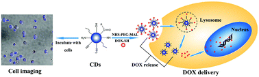 Graphical abstract: Ultrasmall and photostable nanotheranostic agents based on carbon quantum dots passivated with polyamine-containing organosilane molecules