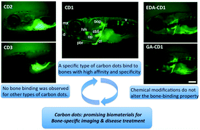 Graphical abstract: Carbon dots: promising biomaterials for bone-specific imaging and drug delivery