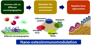 Graphical abstract: Nanotopography-based strategy for the precise manipulation of osteoimmunomodulation in bone regeneration