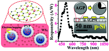 Graphical abstract: Synergistic effect of polymer encapsulated silver nanoparticle doped WS2 sheets for plasmon enhanced 2D/3D heterojunction photodetectors