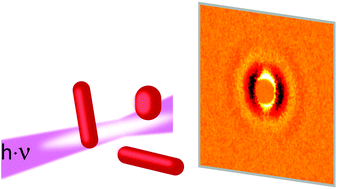 Graphical abstract: Thermal dynamics of pulsed-laser excited gold nanorods in suspension