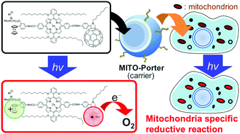 Graphical abstract: Optical control of mitochondrial reductive reactions in living cells using an electron donor–acceptor linked molecule