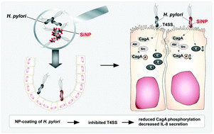 Graphical abstract: Nanoparticle binding attenuates the pathobiology of gastric cancer-associated Helicobacter pylori