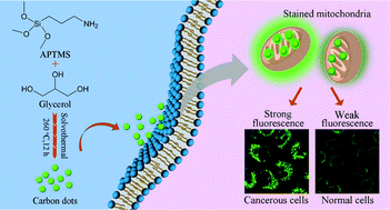 Graphical abstract: Mitochondria-targetable carbon quantum dots for differentiating cancerous cells from normal cells