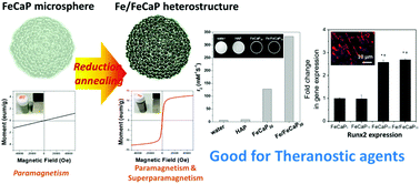 Graphical abstract: Osteoinductive superparamagnetic Fe nanocrystal/calcium phosphate heterostructured microspheres