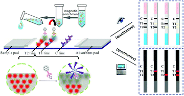 Graphical abstract: Fluorescence quenching-based signal amplification on immunochromatography test strips for dual-mode sensing of two biomarkers of breast cancer