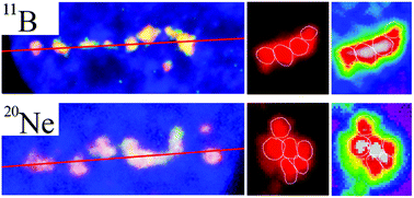 Graphical abstract: Particles with similar LET values generate DNA breaks of different complexity and reparability: a high-resolution microscopy analysis of γH2AX/53BP1 foci