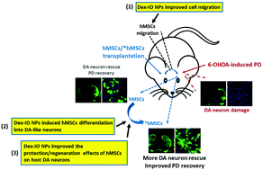 Graphical abstract: Dextran-coated iron oxide nanoparticle-improved therapeutic effects of human mesenchymal stem cells in a mouse model of Parkinson's disease