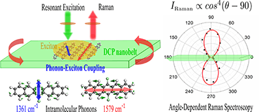 Graphical abstract: Raman antenna effect from exciton–phonon coupling in organic semiconducting nanobelts