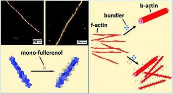 Graphical abstract: Mono-fullerenols modulating cell stiffness by perturbing actin bundling
