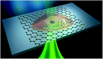 Graphical abstract: Real-time subcellular imaging based on graphene biosensors