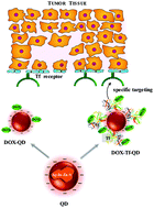 Graphical abstract: Stable nanoconjugates of transferrin with alloyed quaternary nanocrystals Ag–In–Zn–S as a biological entity for tumor recognition