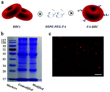 Graphical abstract: Engineered red blood cells for capturing circulating tumor cells with high performance