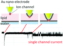 Graphical abstract: A gold nano-electrode for single ion channel recordings
