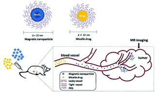 Graphical abstract: Using PEGylated magnetic nanoparticles to describe the EPR effect in tumor for predicting therapeutic efficacy of micelle drugs