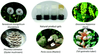 Graphical abstract: Natural product gelators and a general method for obtaining them from organisms