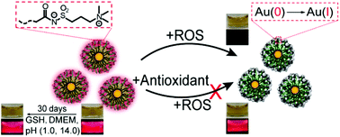 Graphical abstract: Stable and oxidant responsive zwitterionic nanoclusters