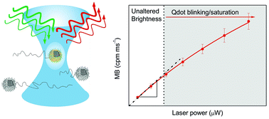 Graphical abstract: Determination of quantum yields of semiconductor nanocrystals at the single emitter level via fluorescence correlation spectroscopy
