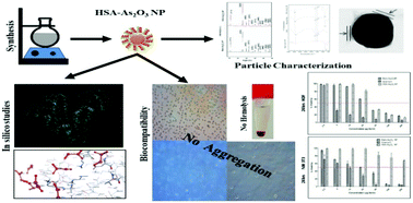 Graphical abstract: Investigation of HSA as a biocompatible coating material for arsenic trioxide nanoparticles