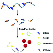 Graphical abstract: A signal-on, colorimetric determination of deoxyribonuclease I activity utilizing the photoinduced synthesis of gold nanoparticles