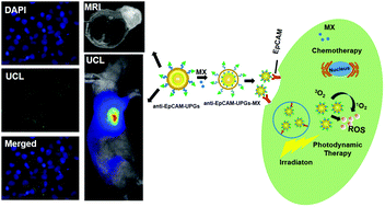 Graphical abstract: Theranostic micelles based on upconversion nanoparticles for dual-modality imaging and photodynamic therapy in hepatocellular carcinoma