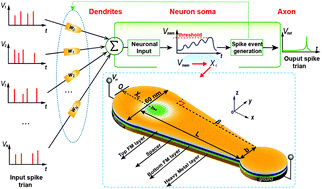 Graphical abstract: A compact skyrmionic leaky–integrate–fire spiking neuron device