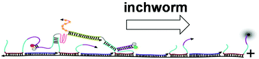Graphical abstract: Inchworm bipedal nanowalker