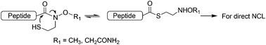 Graphical abstract: Peptide Weinreb amide derivatives as thioester precursors for native chemical ligation