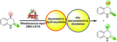 Graphical abstract: Enantioselective synthesis of 1,2,3,4-tetrahydroquinoline-4-ols and 2,3-dihydroquinolin-4(1H)-ones via a sequential asymmetric hydroxylation/diastereoselective oxidation process using Rhodococcus equi ZMU-LK19