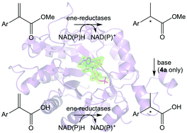 Graphical abstract: Structural insights into the ene-reductase synthesis of profens