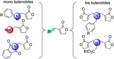 Graphical abstract: Selective synthesis of mono- and bis-butenolide α-aminomethyl adducts
