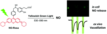 Graphical abstract: A yellowish-green-light-controllable nitric oxide donor based on N-nitrosoaminophenol applicable for photocontrolled vasodilation