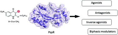 Graphical abstract: Structure–functionality relationship and pharmacological profiles of Pseudomonas aeruginosa alkylquinolone quorum sensing modulators
